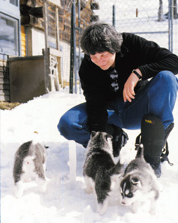 husky puppies playing in snow. images siberian husky puppies for siberian husky puppies in snow.