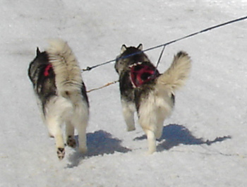 laska and murron 2005